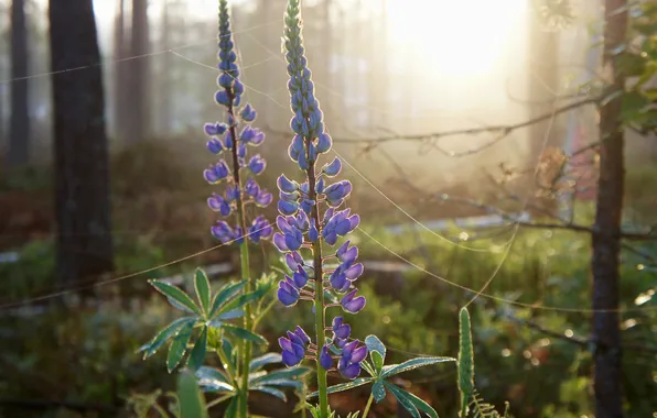 Greens, forest, flowers, web