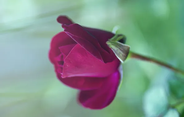 Picture flower, macro, rose, Bud, red