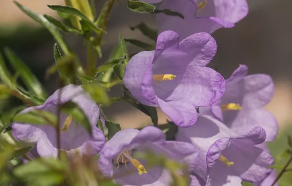 Macro, bells, lilac