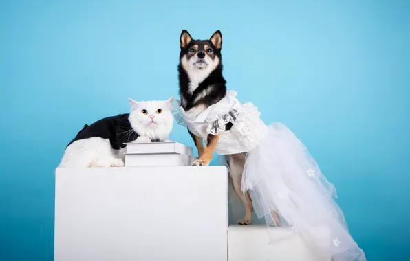 Cat, white, cat, look, pose, clothing, books, dog