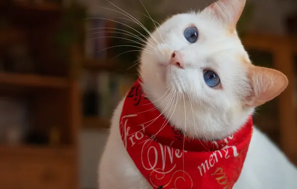 Cat, white, look, red, portrait, shawl