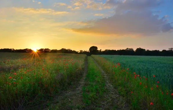 Road, field, summer, the sky, rays, sunset, flowers, dawn