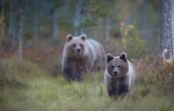 Autumn, look, nature, pose, bear, bears, bear, bear