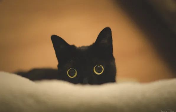 Picture huge eyes, black cat, mooninherhair