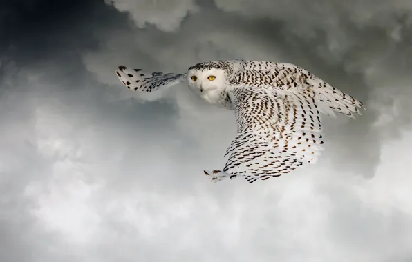 The sky, look, clouds, flight, owl, bird, height, wings