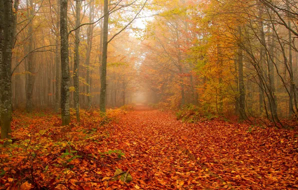 Autumn, forest, trees, branches, fog, Park, branch, morning