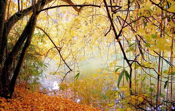 Autumn, leaves, trees, lake, Park, calm