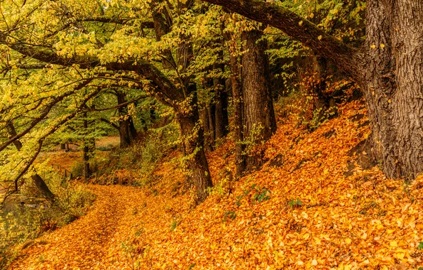 Autumn, forest, leaves, trees, nature