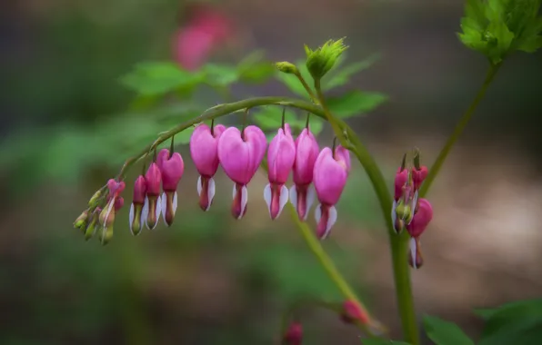 Flower, branch, pink, broken heart, the bleeding heart