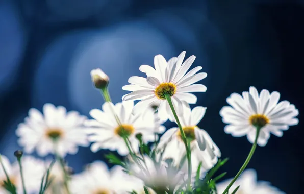 Picture light, flowers, blue, the dark background, background, chamomile, petals, white