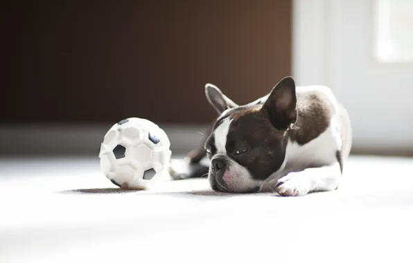 Picture the ball, dog, pug