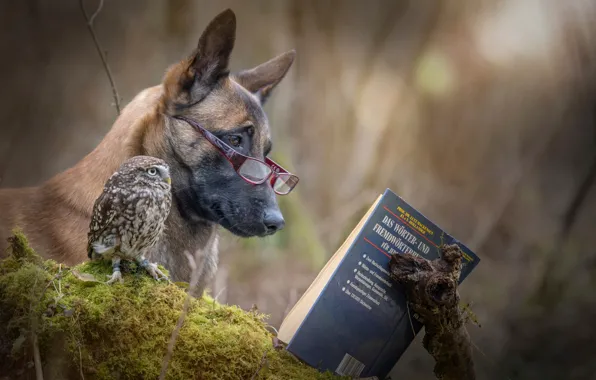 Owl, dog, book, friends, reading