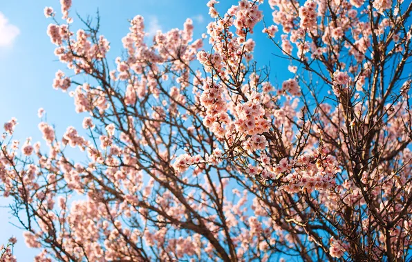 Light, flowers, branches, cherry, tree, Bush, spring, Sakura