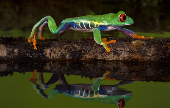 Water, macro, nature, reflection, the dark background, tree, frog, log