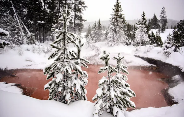 Winter, forest, snow, nature