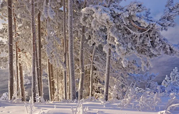 Picture winter, frost, snow, trees