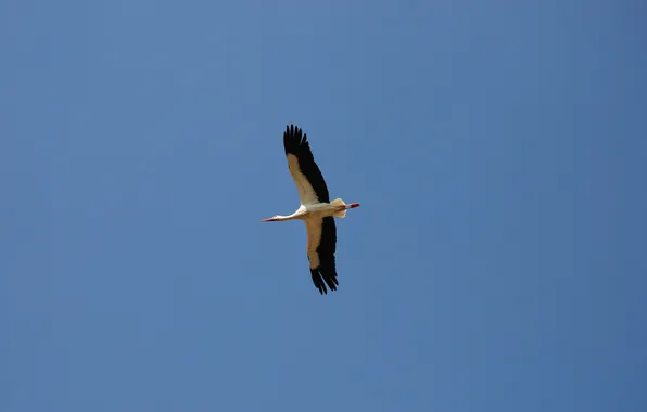 Picture freedom, flight, peace, blue sky, will, White stork, the image of eternity, air space