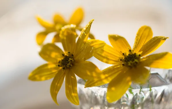 Macro, flowers, background
