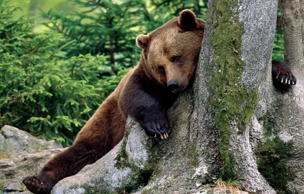 Tree, Brown Bear, brown bear