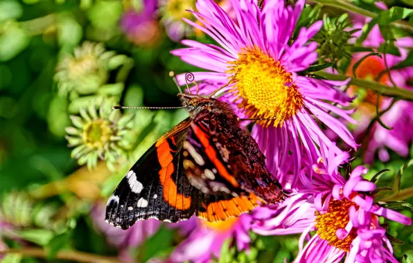 Picture summer, flowers, nature, butterfly, insect