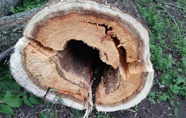 Picture cracked, tree, sawdust, slice, core, a rotten barrel