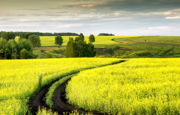 Road, trees, rape, rapeseed field