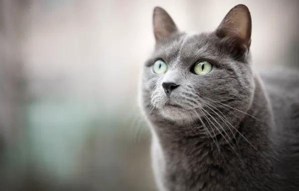 Cat, cat, look, background, muzzle, bokeh, cat
