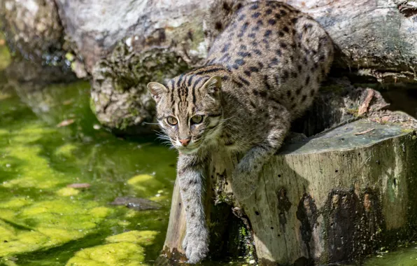 Look, water, pose, shore, fishing, paw, stump, wild cat