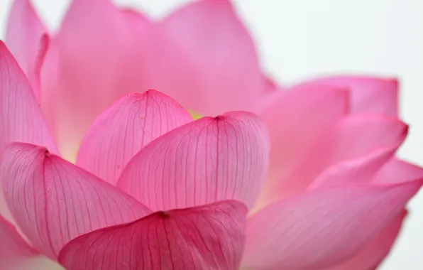 Picture macro, petals, Lotus