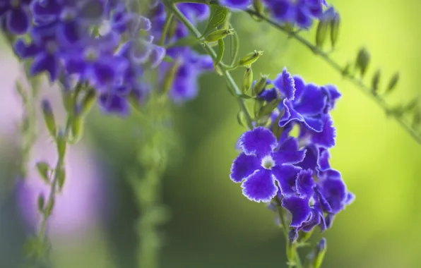 Purple, macro, duranta