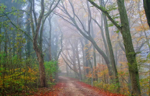 Road, autumn, forest, fog, Park