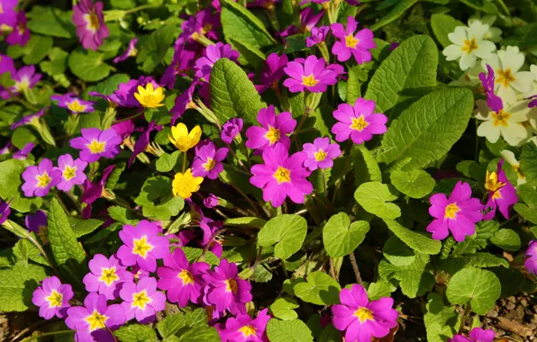 Spring, primrose, Primula