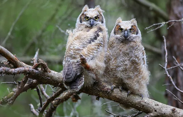 Birds, branches, owl, two, pair, owls, Duo