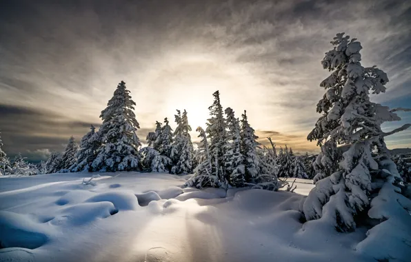 Picture winter, the sun, snow, trees, landscape, nature, ate, Robert Didierjean