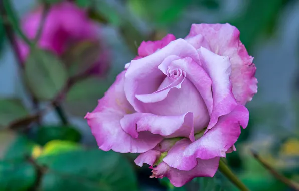 Macro, rose, Bud, lilac, bokeh