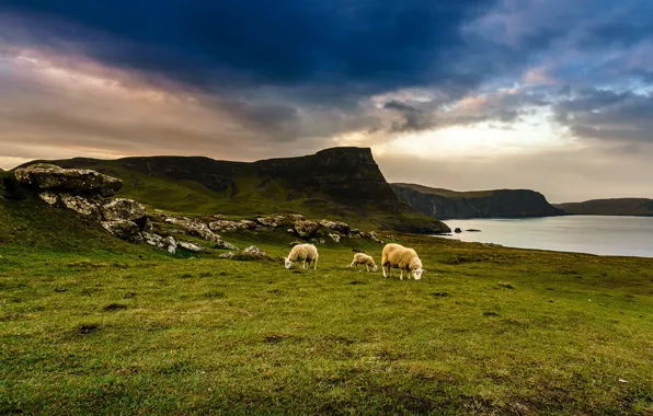 The sky, lake, sheep, Scotland, meadows, Scotland