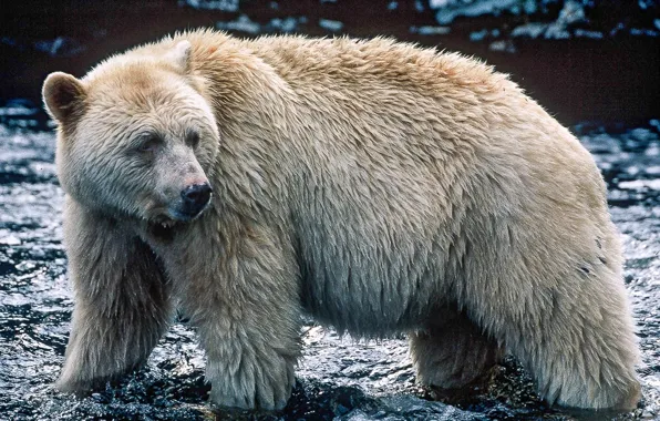 Picture white, canada, kermode bear, spirit-bear, bear white