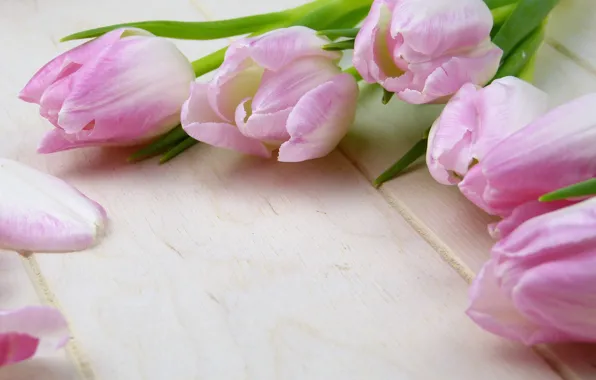 Flowers, Tulips, Pink, Buds