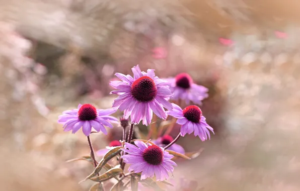 Flowers, pink, lilac, rudbeckia, Echinacea