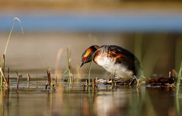 Picture bird, duck, pond, wild, bright plumage