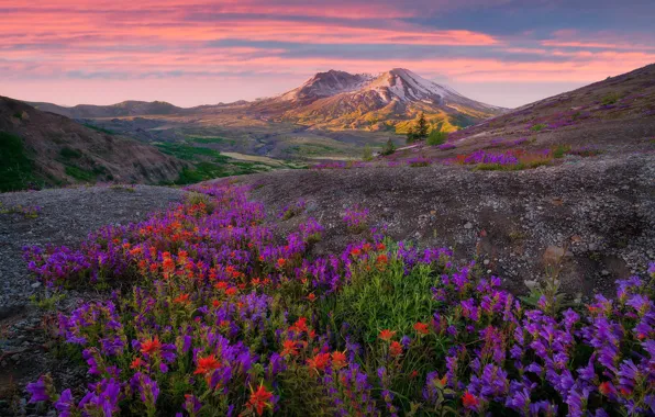 Sunrise, wild flowers, Indian Paint Brush
