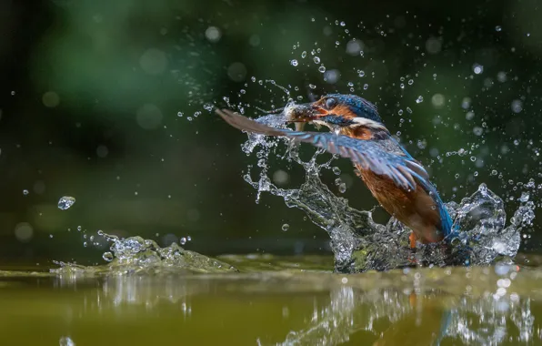 Water, drops, flight, bird, Kingfisher