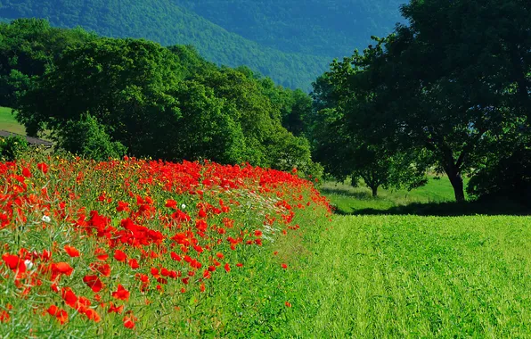 Field, grass, trees, landscape, flowers, mountains, Maki, meadow