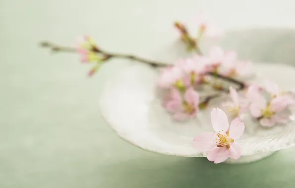 Flower, sprig, pink, petals, Sakura, plate