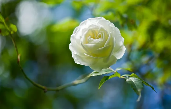 Picture macro, rose, Bud, bokeh, white rose