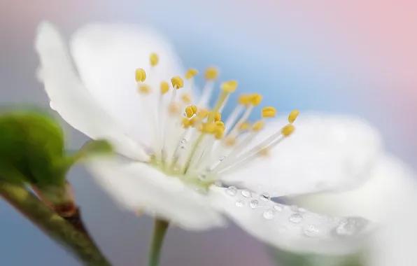 White, flower, macro, nature, spring