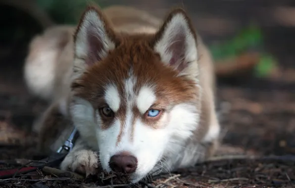 Eyes, look, dog, husky