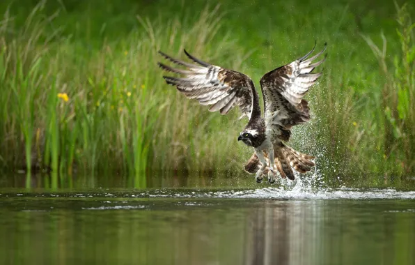 Picture grass, squirt, bird, shore, wings, feathers, the rise, pond