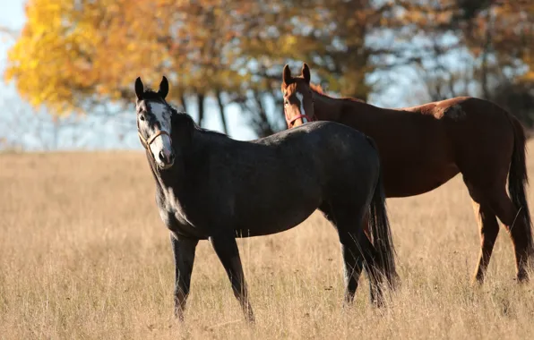 Field, autumn, grass, light, trees, grey, foliage, horses