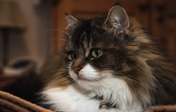 Cat, cat, look, face, room, portrait, lies, green eyes